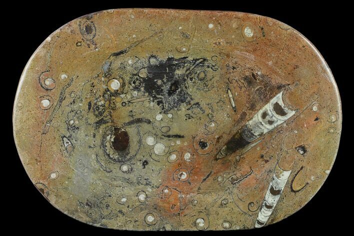 Fossil Orthoceras & Goniatite Oval Plate - Stoneware #133563